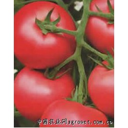 供应金牌粉冠王番茄种子