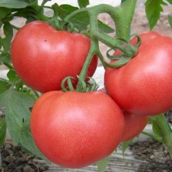 大量供应优质粉红西红柿