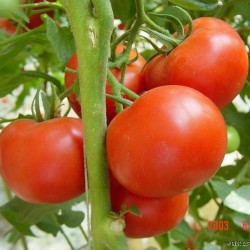 供应大量优质番茄
