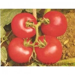 供应粉果番茄-釜山金粉