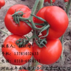 大量供应优质西红柿(蕃茄)