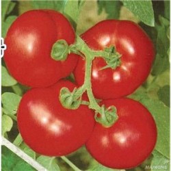 供应粉果番茄种子-金粉6号
