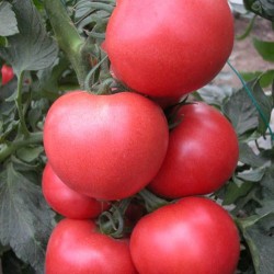 供应优质无公害番茄