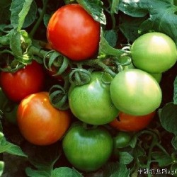 供应西红柿（番茄）