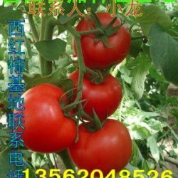 供应优质大红西红柿