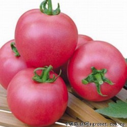 供应优质番茄--粉果
