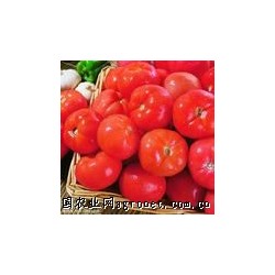 供应万亩优质番茄