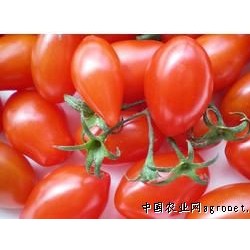 供应新鲜无公害蔬菜 小西红柿