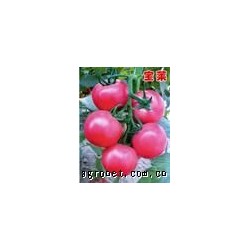 供应艾米娜F1——番茄种苗