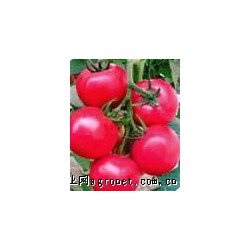 供应宝莱——番茄种苗