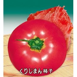 供应粉太郎番茄种子