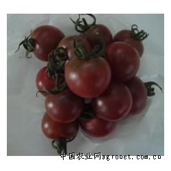 供应日本黑色番茄