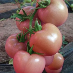 大量供应粉红番茄