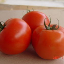 供应丹雄番茄—番茄种子