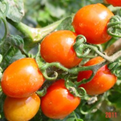 供应丹妮3号小番茄种子