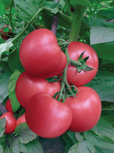 供应番茄种子-迪福