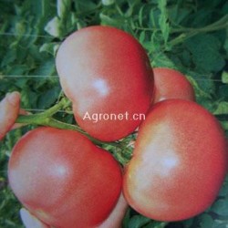 供应粉果番茄8315——番茄种子