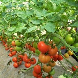 供应红果番茄7183——番茄种子