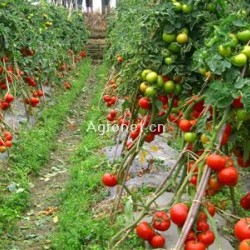 供应红果番茄7182——番茄种子