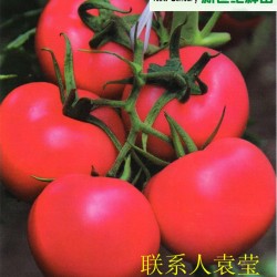 供应粉贵妃007毛粉番茄种子