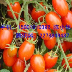 供应鸿玉-番茄种子，皇妃小番茄种子