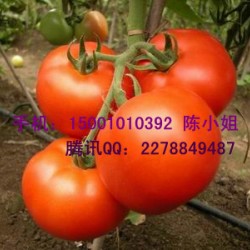 供应瑞冠-番茄种子