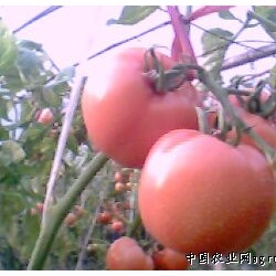 供应番茄、西葫芦