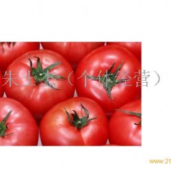 供大红西红柿
