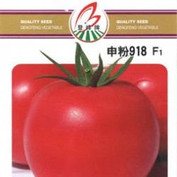 供应申粉918—番茄种子