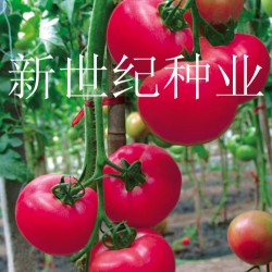 供应西红柿种苗