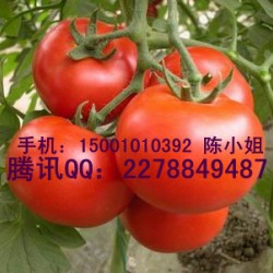 供应瑞特Rapid以色列红果番茄种子