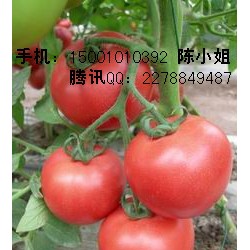 供应荷粉—番茄种子