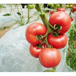 供应荷兰进口粉佰丽F1—番茄种子