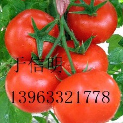 供应优质山东番茄