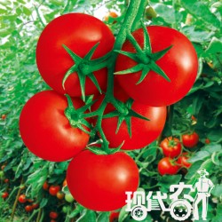 供应杰诺—番茄种子