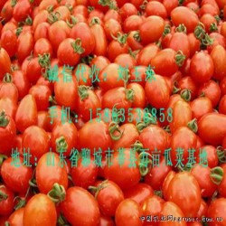 供应优质西红柿，（圣女果）