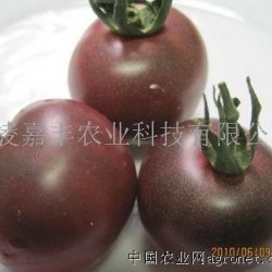 供应黑番茄品种介绍