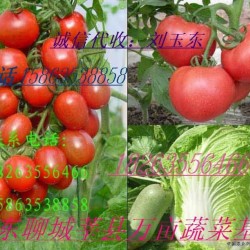 供应大红番茄，粉红番茄，黄瓜等二十多种瓜果蔬菜，