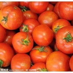 大量供应西红柿