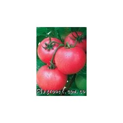 供应粉柿子，毛粉，番茄