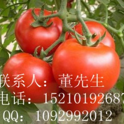 供应瑞特-F1—番茄种子