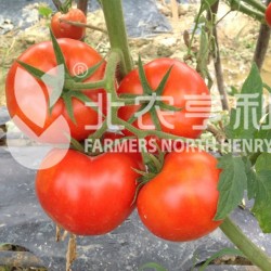 供应红果番茄—图森