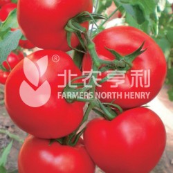 供应抗TY红果番茄—纳罗