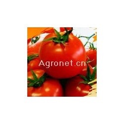 供应以色列A-289大红番茄种子