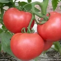 供应番茄(西红柿)