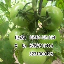 供应荷兰金宝利番茄种子