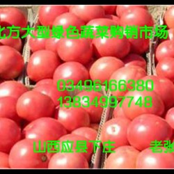 供应优质番茄（西红柿）