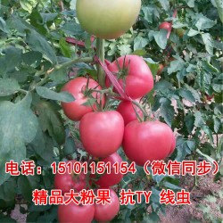供应金粉19番茄种子