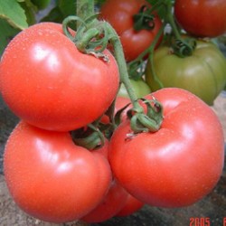 供应大量西红柿（番茄）