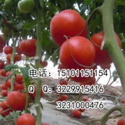 供应大红果番茄种子